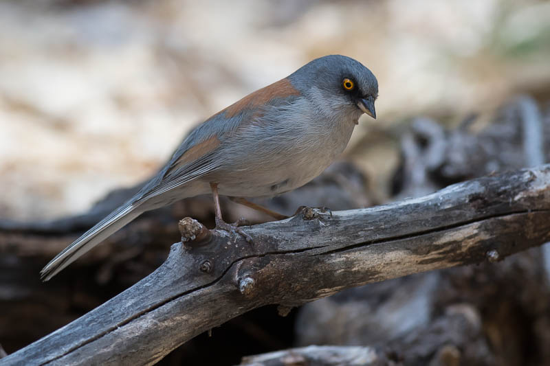 Geeloogjunco